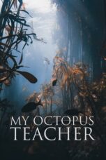 Watch My Octopus Teacher Streaming